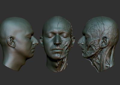 人体解剖 人头 面部 骨骼 肌肉 医学 艺用 男 3d扫描 3d打印 stl 手办