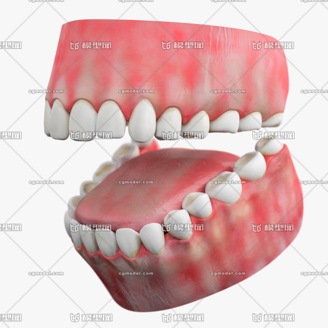 超真实牙齿模型 舌头 口腔模型 口腔内部 人类器官 舌头口腔结构 医学