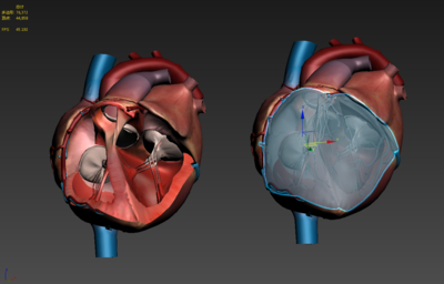 带动画 心脏剖面 心脏内部 瓣膜 人体器官 左右心房 虚拟现实 心脏