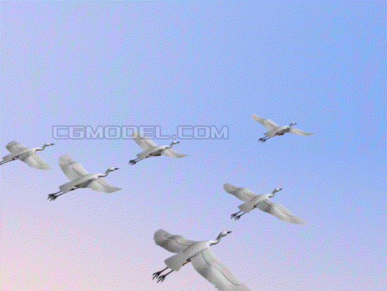 配景人物/白鹭飞 鸟 水鸟 野生动物 飞禽 天鹅飞鸟 大鸟飞禽 白露海鸥