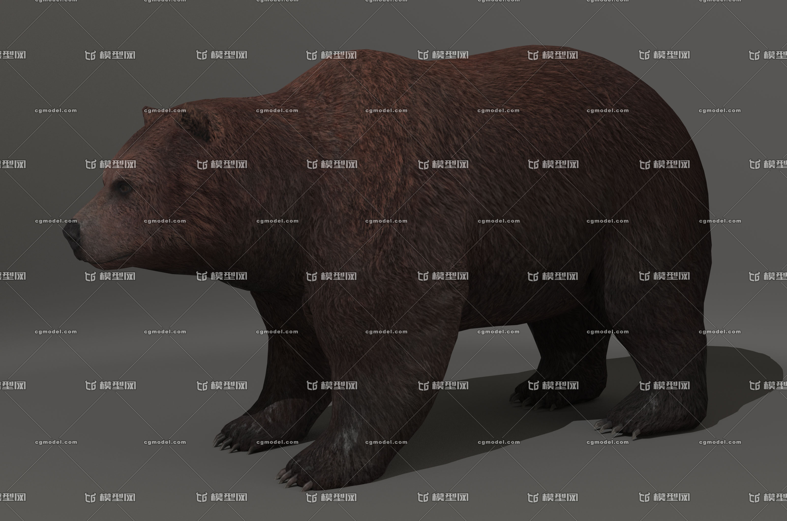 写实熊 棕熊 写实动物