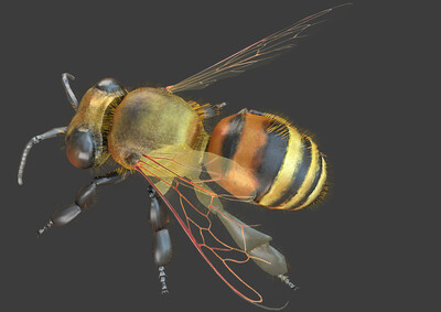 pbr次世代 蜜蜂 写实昆虫 节肢动物 小蜜蜂 六足昆虫 bee 群居昆虫