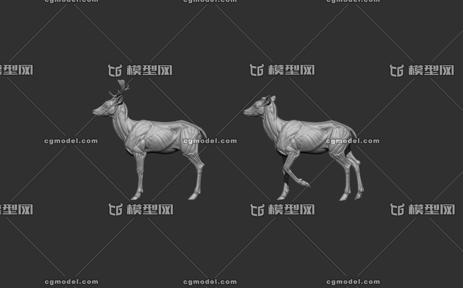 动物鹿肌肉模型参考图
