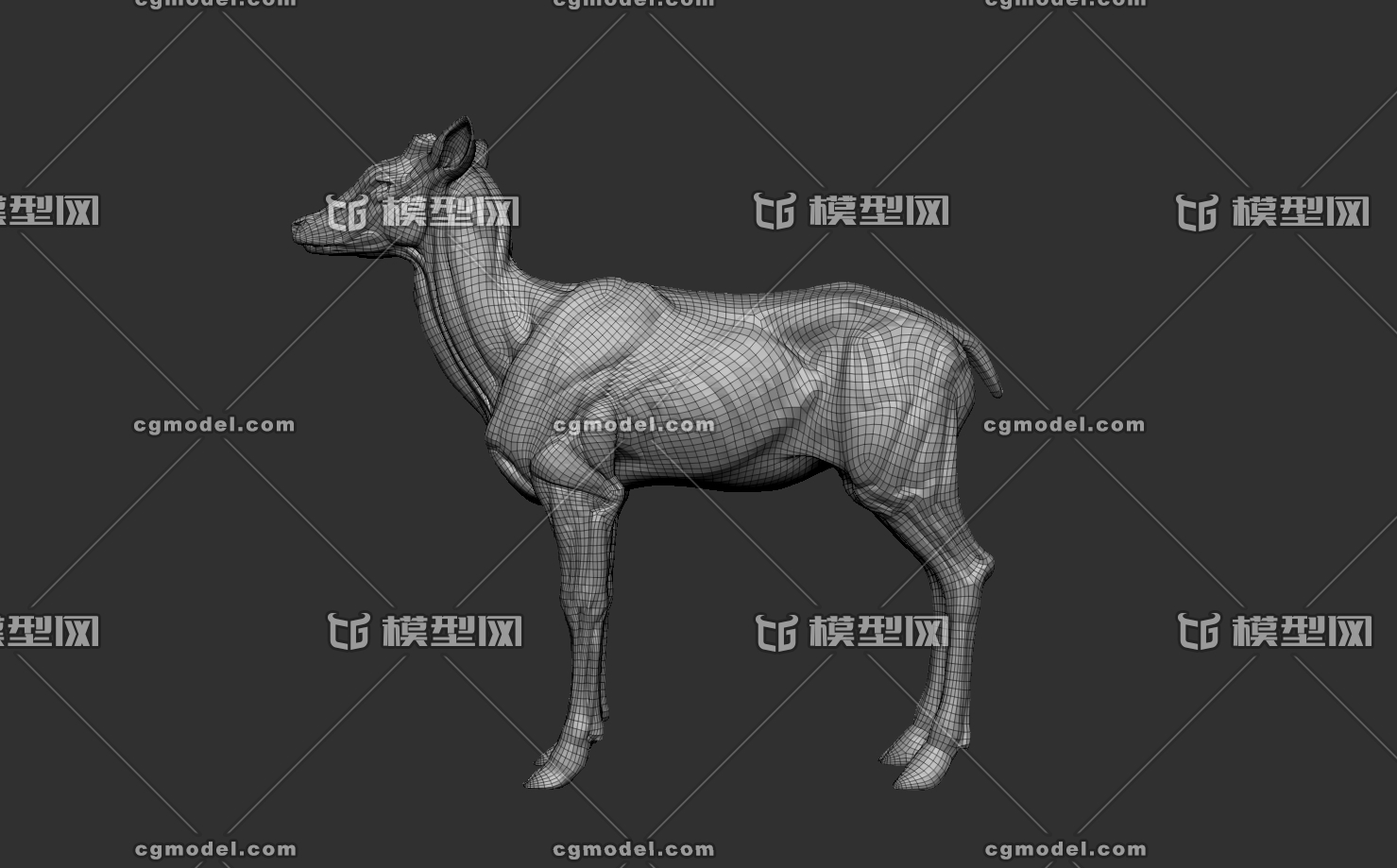 动物鹿肌肉模型参考图
