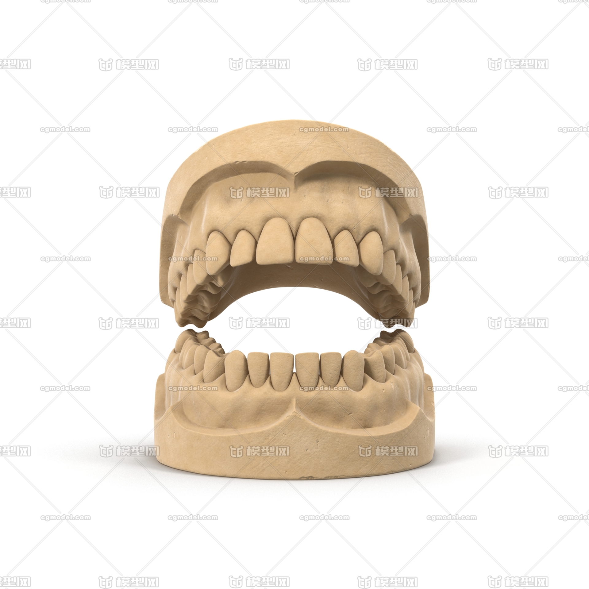 口腔牙齿义齿种植牙精细模型