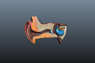 耳朵 耳 耳道 耳蜗 耳膜 耳廓 耳朵模型