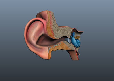 耳朵 耳 耳道 耳蜗 耳膜 耳廓 耳朵模型