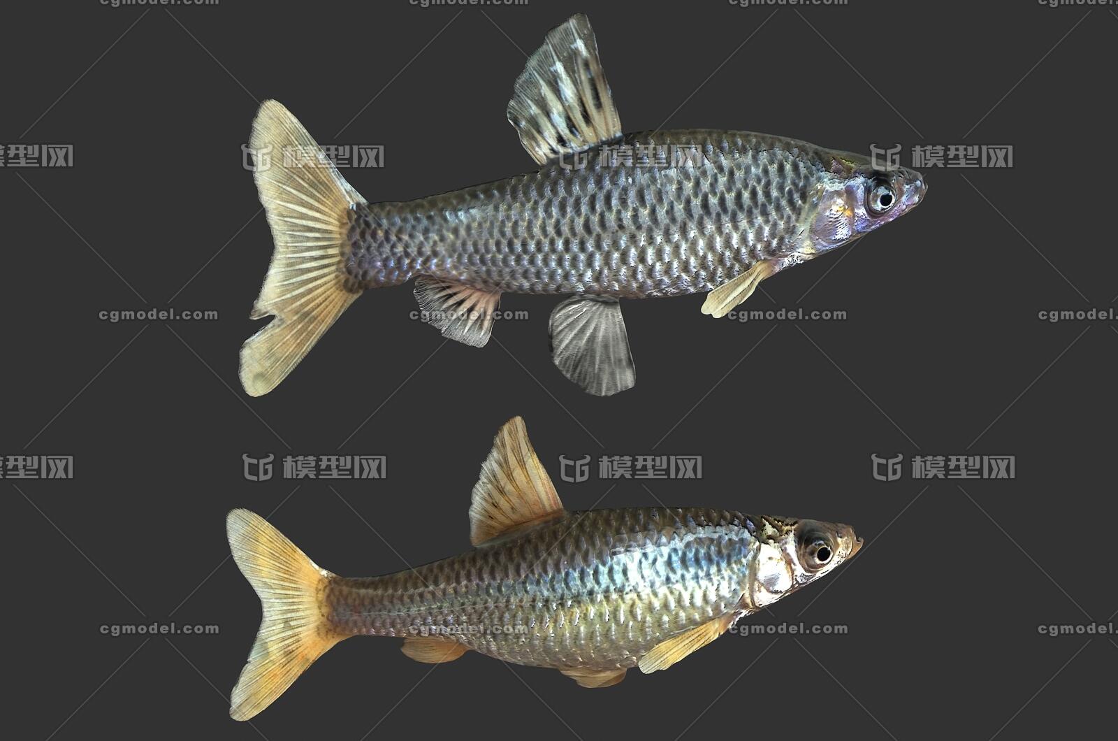 鱼类_麦穗鱼(雌雄)小型淡水鱼类-鱼类-动物-小雪梅梅