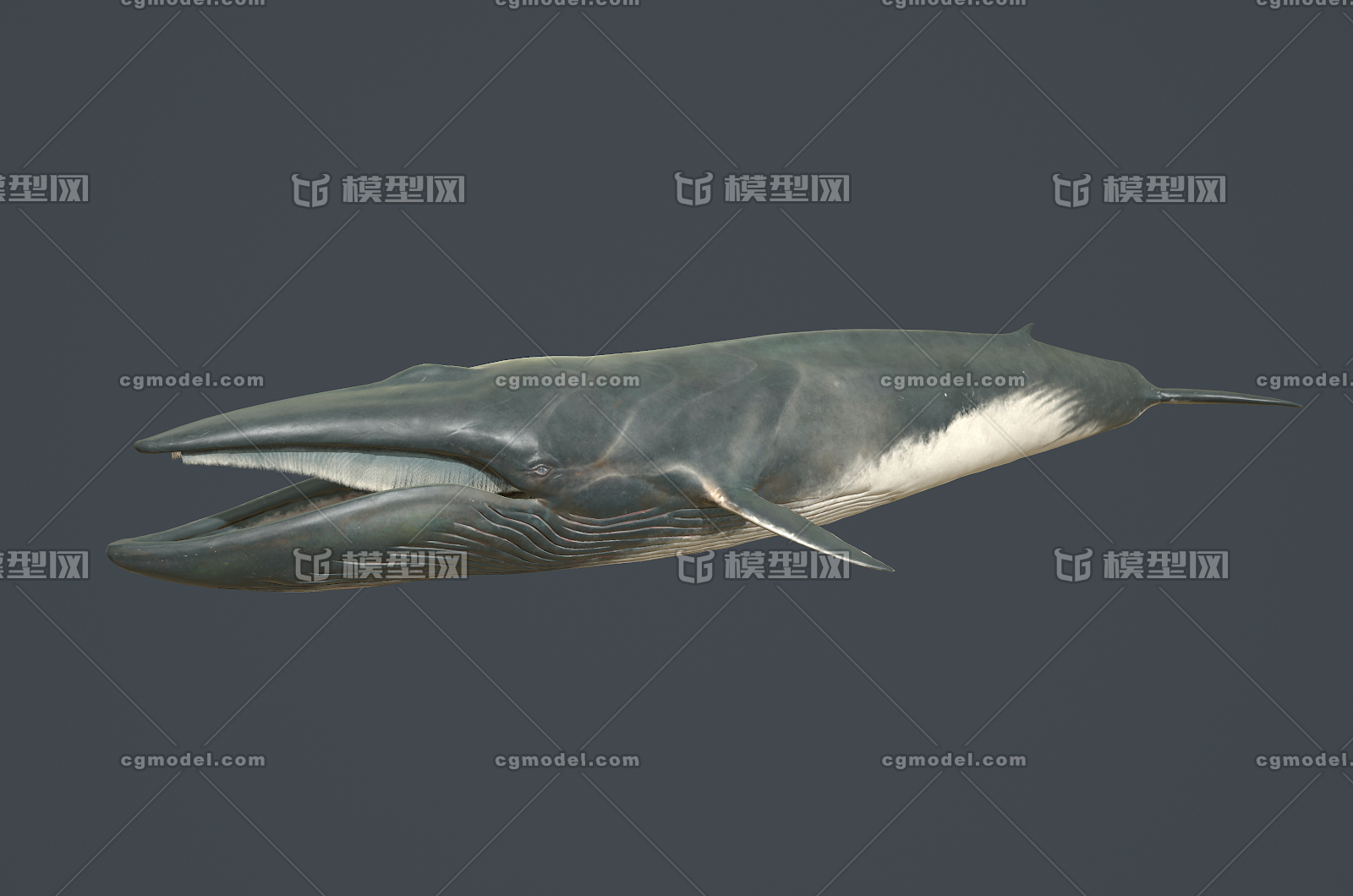 029 pbr次世代 长须鲸 抹香鲸 座头鲸 蓝鲸 鲸鱼 海洋 深海 大海 次