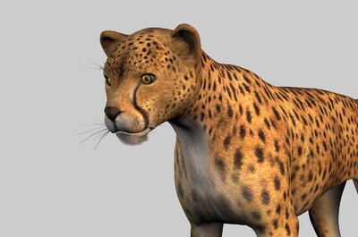 猎豹3d模型官方提示:1,如该资源发布者无特别说明,模型结构,精度及