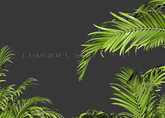 一共3棵动态的带风场动画的散尾葵植物,精模低面,有gif图,无缝风场