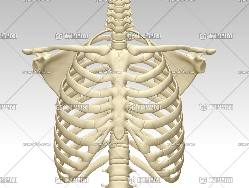 人胸骨结构模型图3d打印下载,人体胸腔骨架模型
