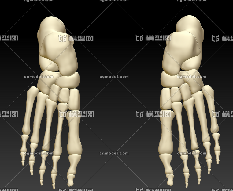 人脚骨3d模型图,人脚骨结构3d打印模型下载,人脚骨高清图片素材,人体