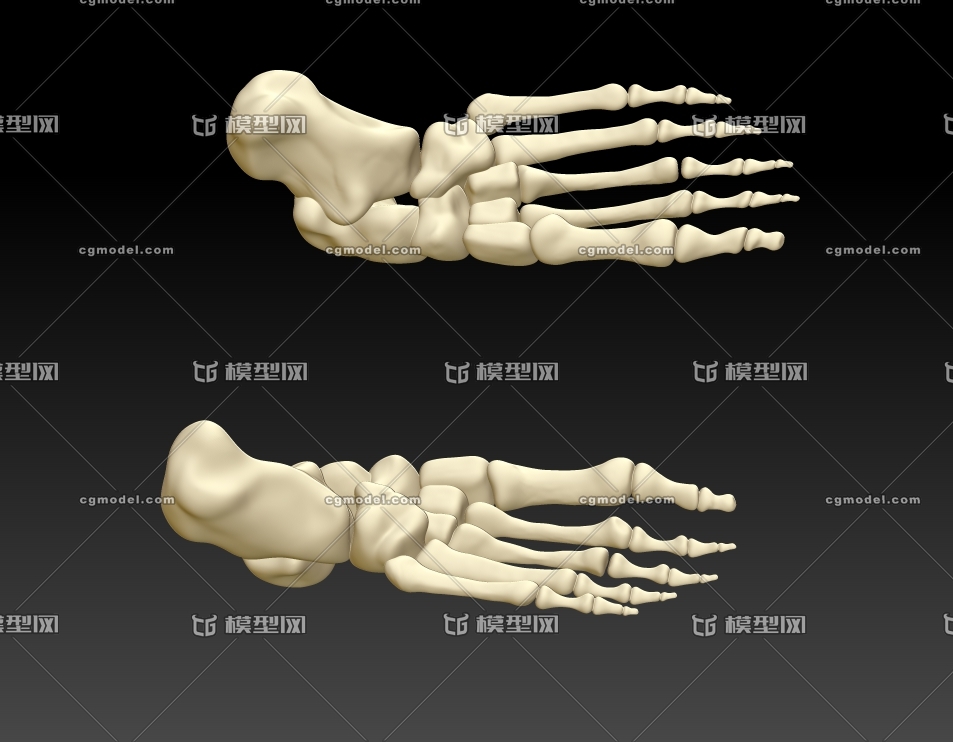 人脚骨3d模型图,人脚骨结构3d打印模型_依墨ca作品