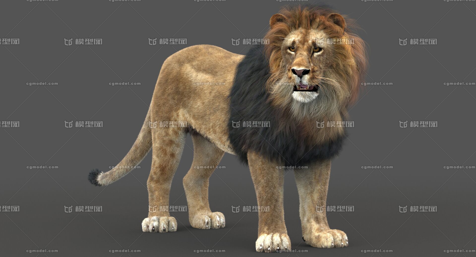 狮子 雄狮 美洲狮 非洲 鬃毛 猫科动物 哺乳动物 毛皮