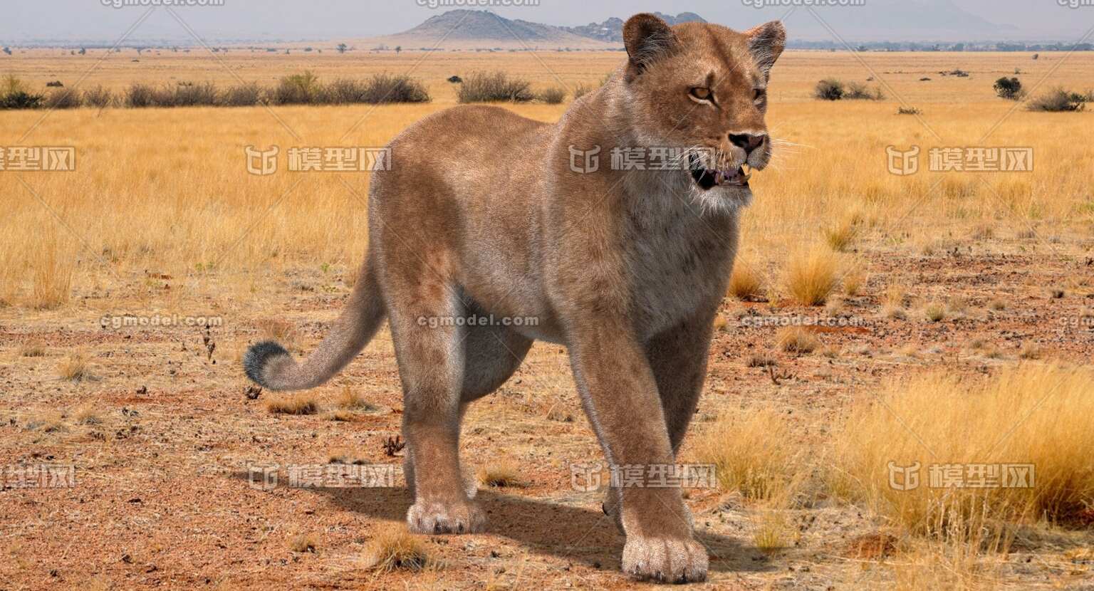 母狮 狮子 雌狮 狮豹 非洲 野生 猫科 动物 之王 动画