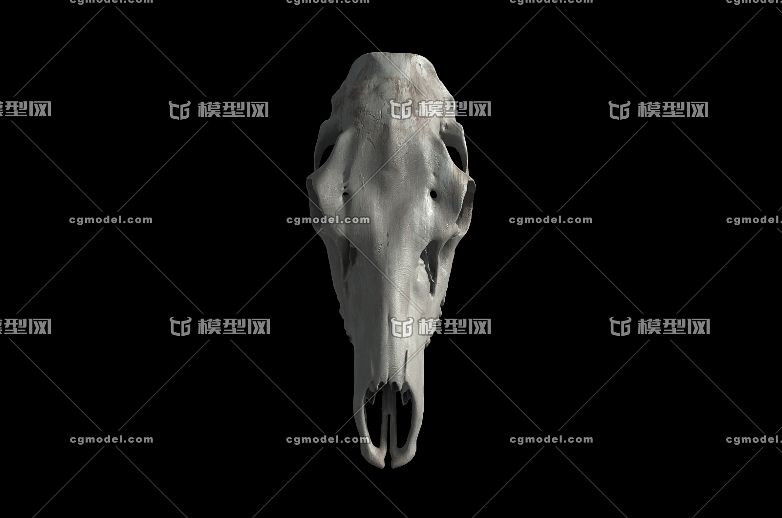 麋鹿头骨 鹿头骨 头骨 骨头 骨骼 动物头骨