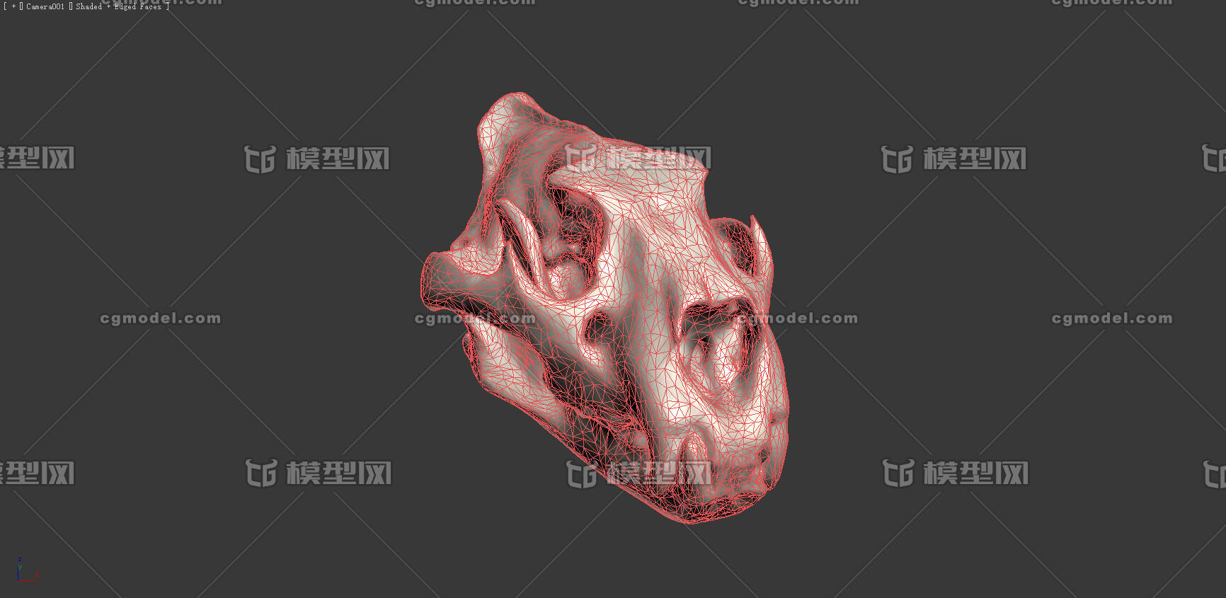 狮子头骨 头骨 骨头 动物头骨 哺乳动物_cg模型zhang