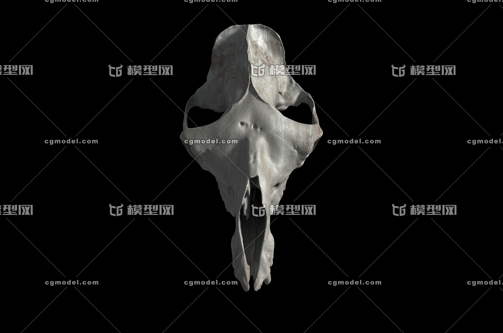 骆驼头骨 头骨 骨头 骨骼 动物头骨