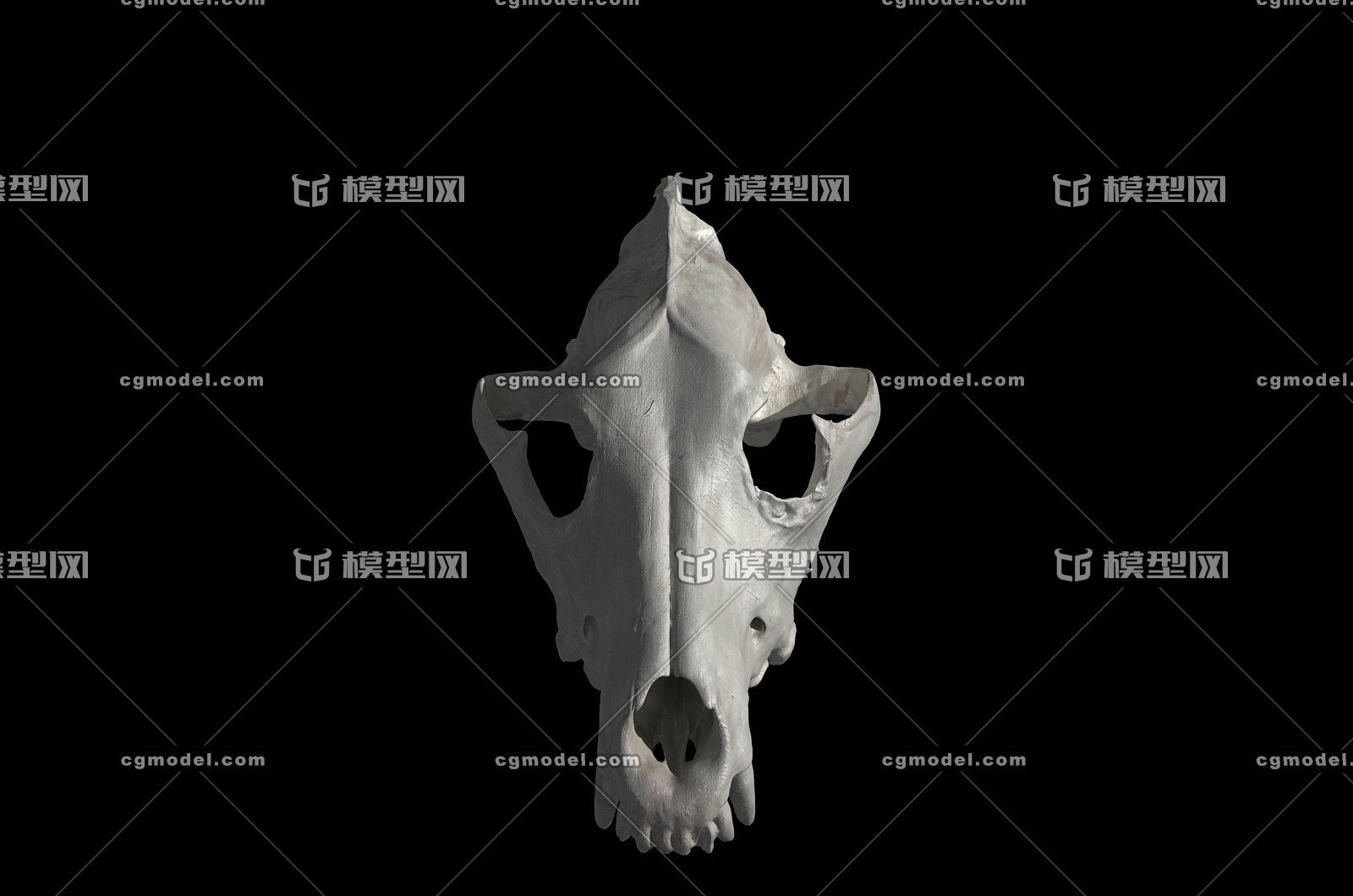 狼头骨 野狗头骨 头骨 骨头 动物头骨 哺乳动物头骨