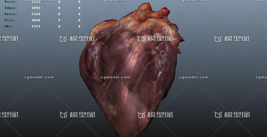 写实人体心脏器官模型 医学人体解剖学模型 人体哺乳动物心脏标本