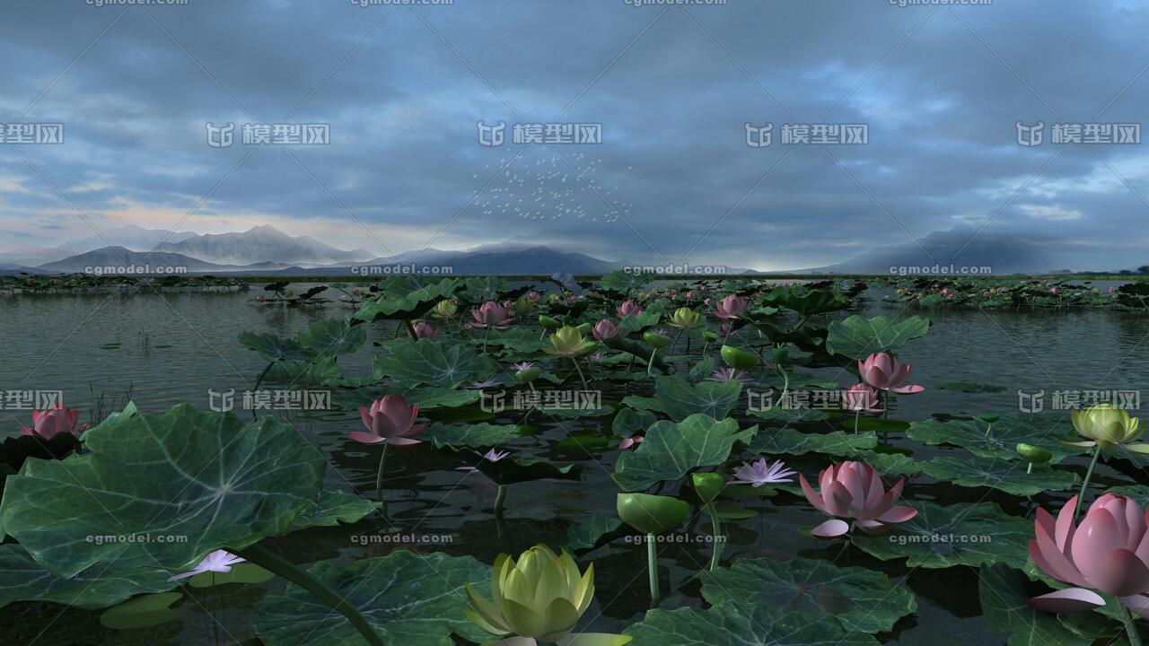 写实荷花莲花盛开动画水景场景,阴天,池塘,荷花,莲花,开花动画,阴天