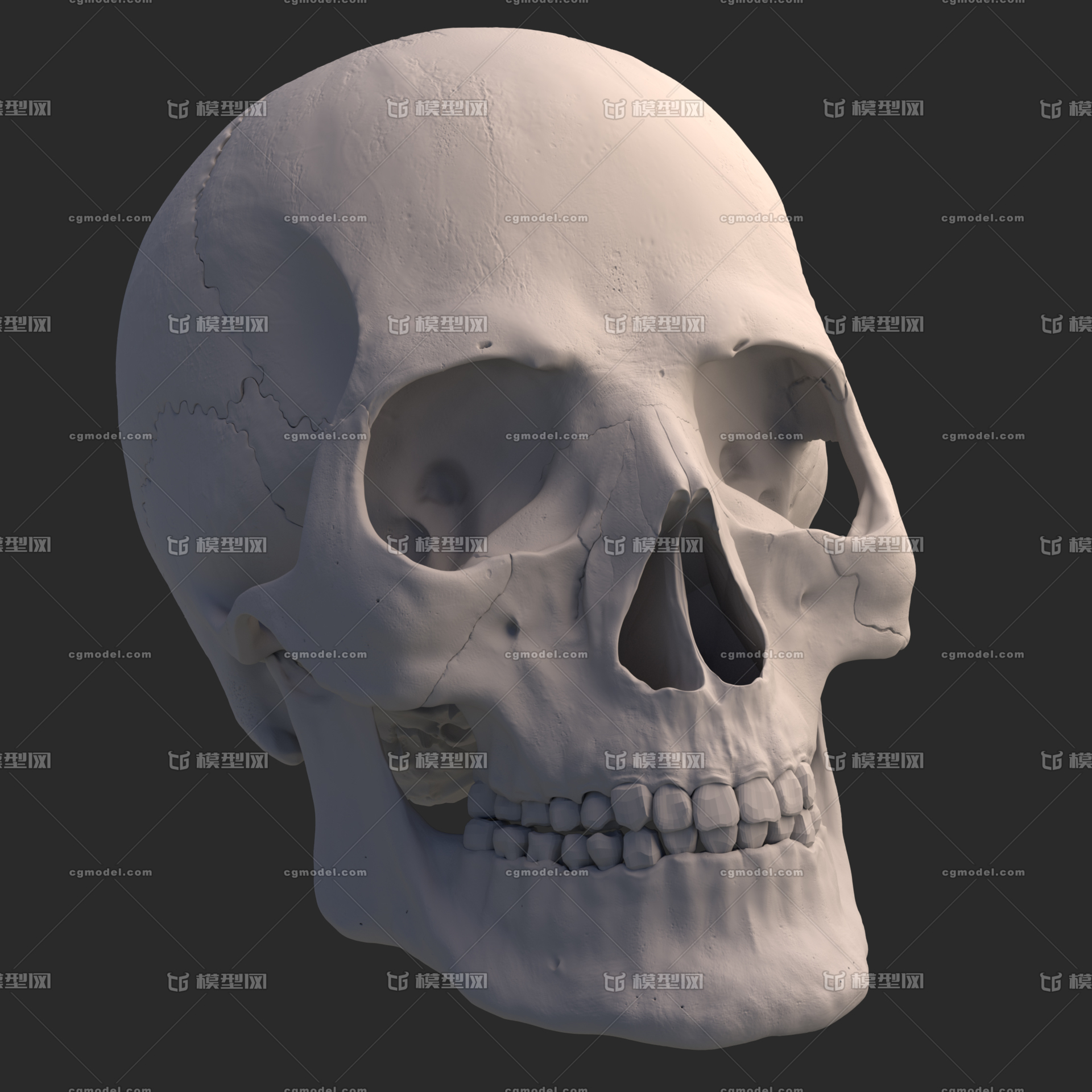 人-头骨 解剖研究