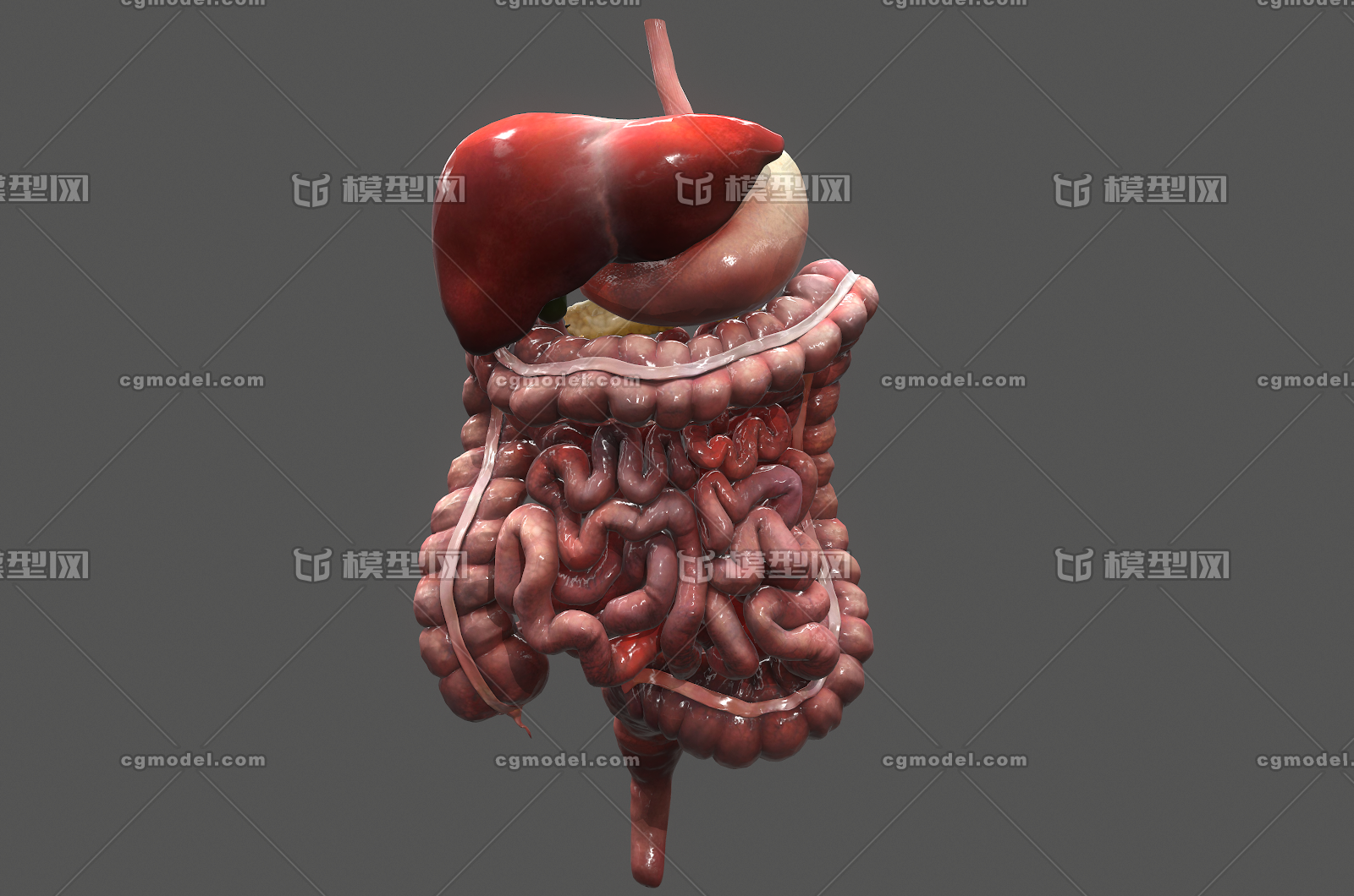176 次世代 消化系统医疗模型 胰脏 肝胃 肠道 胆囊 脾脏 大肠 小肠
