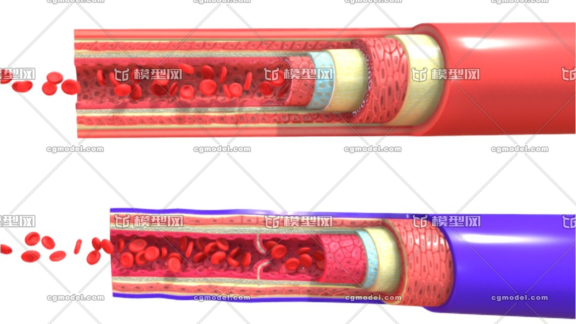 专业医疗*血管解剖模型 血管解剖模型 血小板 动脉静脉 血管解剖有