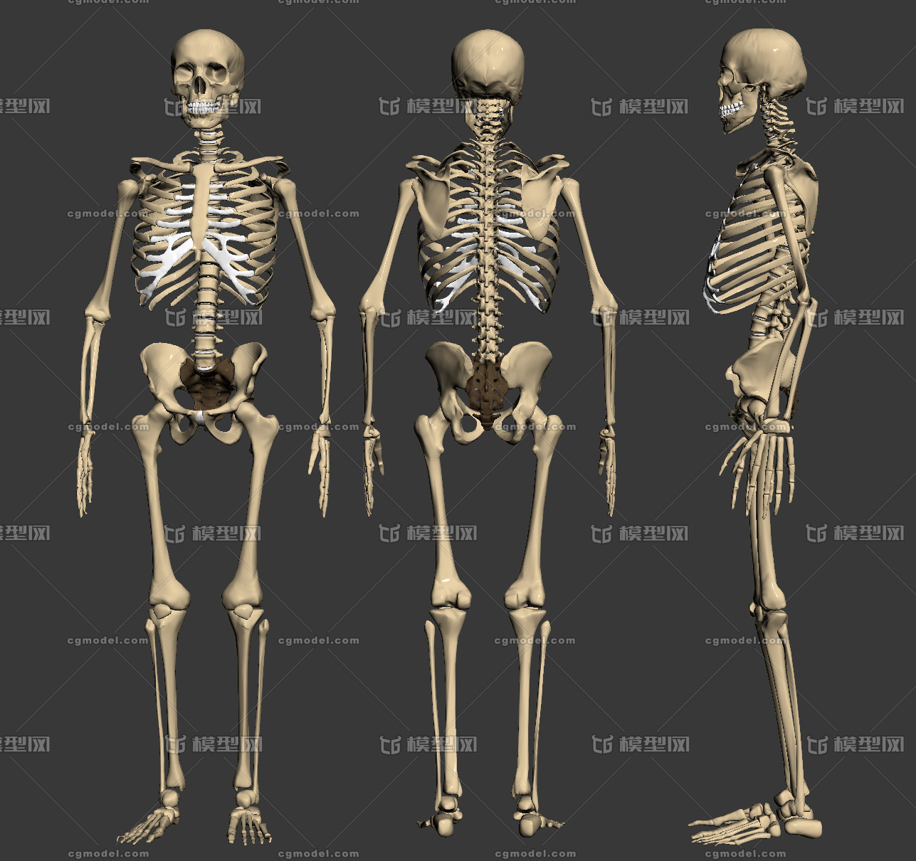 人体骨骼写实脊椎头骨
