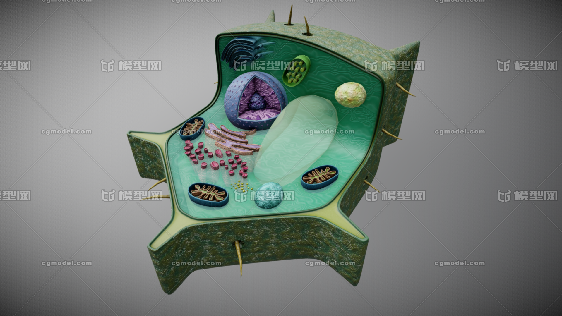 植物细胞 写实植物细胞模型 植物细胞 剖面 细胞核 高尔基体 叶绿体