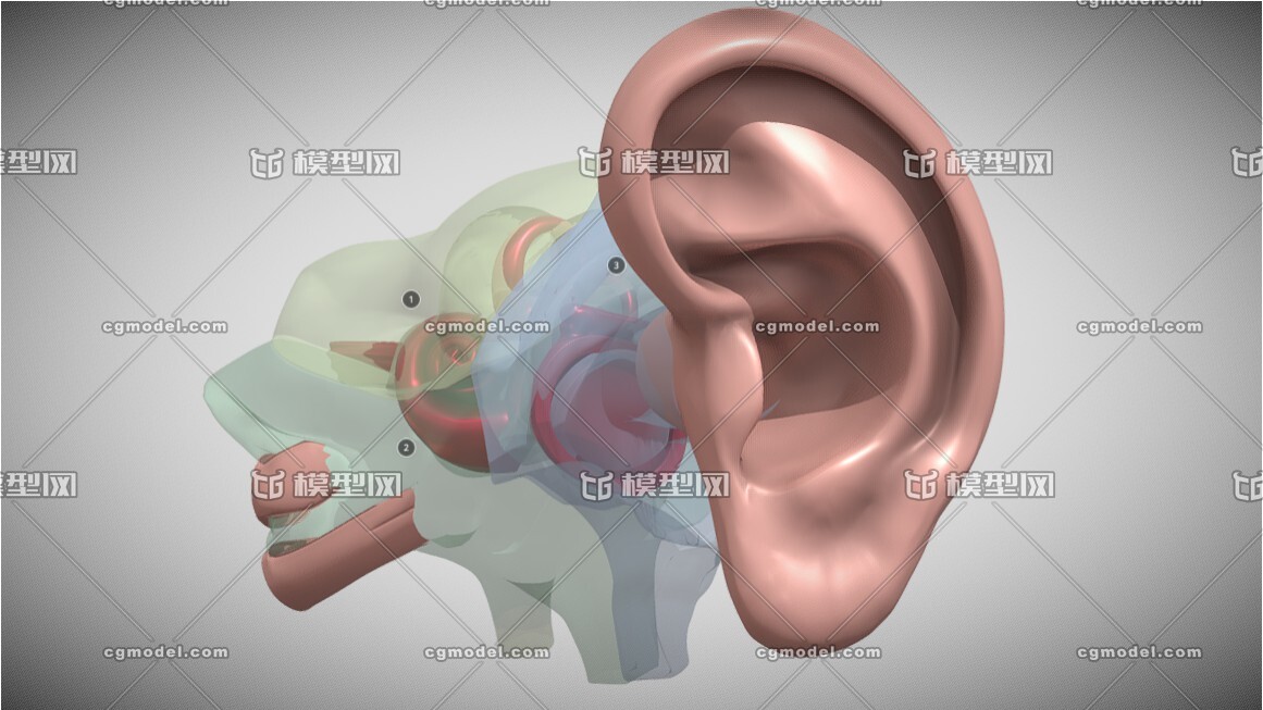 耳朵透视 听力系统 耳朵解剖模型 耳朵剖面 超写实医疗解剖 耳道