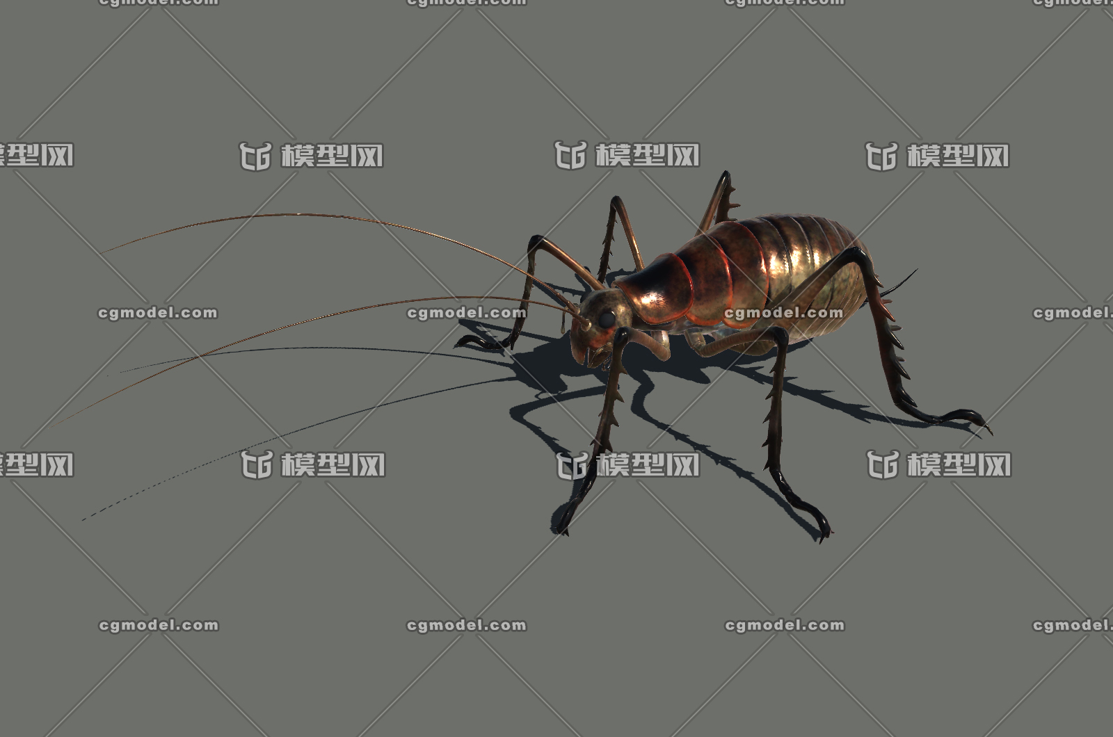 蟋蟀 蛐蛐 cricket 昆虫 促织 夜鸣虫 将军虫,秋虫,斗鸡,促织,趋织,地