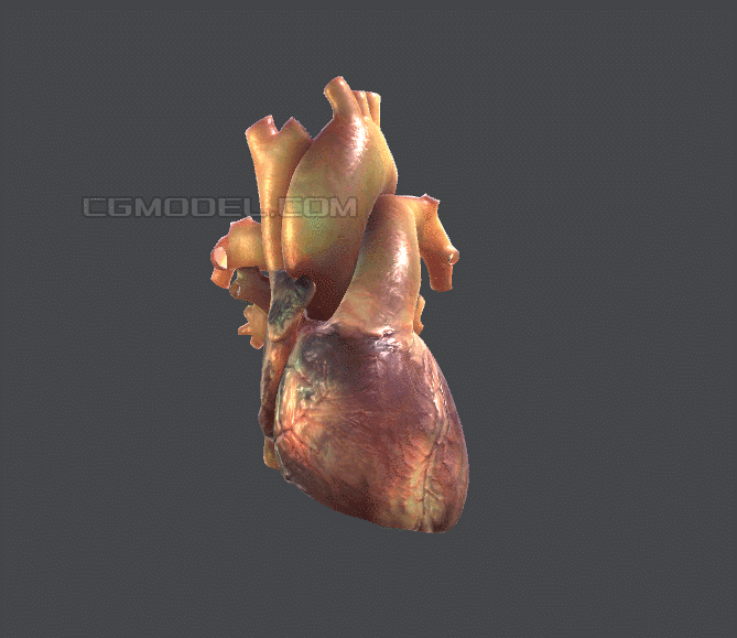 心脏 真实人体心脏 人体器官 心脏解刨 教学 3d模型 超真实动画 带