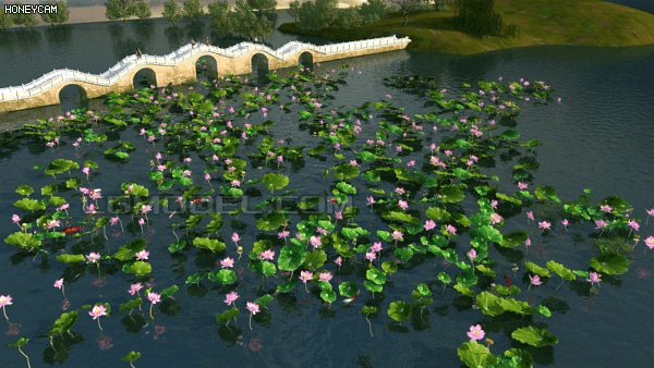 写实 公园荷花池拱桥场景 自然风景 园林景观 公园景观一角 荷花池