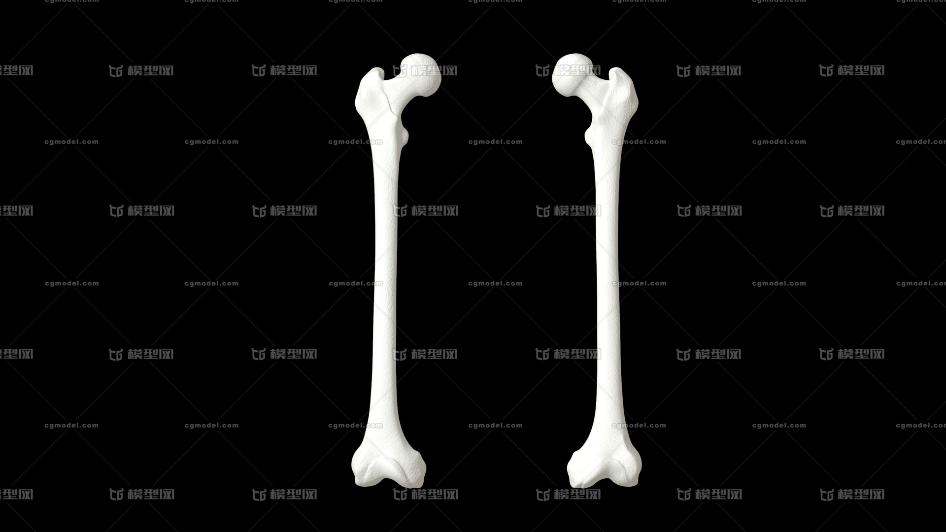 医学动画 高精度股骨 人体骨骼 骨架 医学模型 运动系统 人体解剖