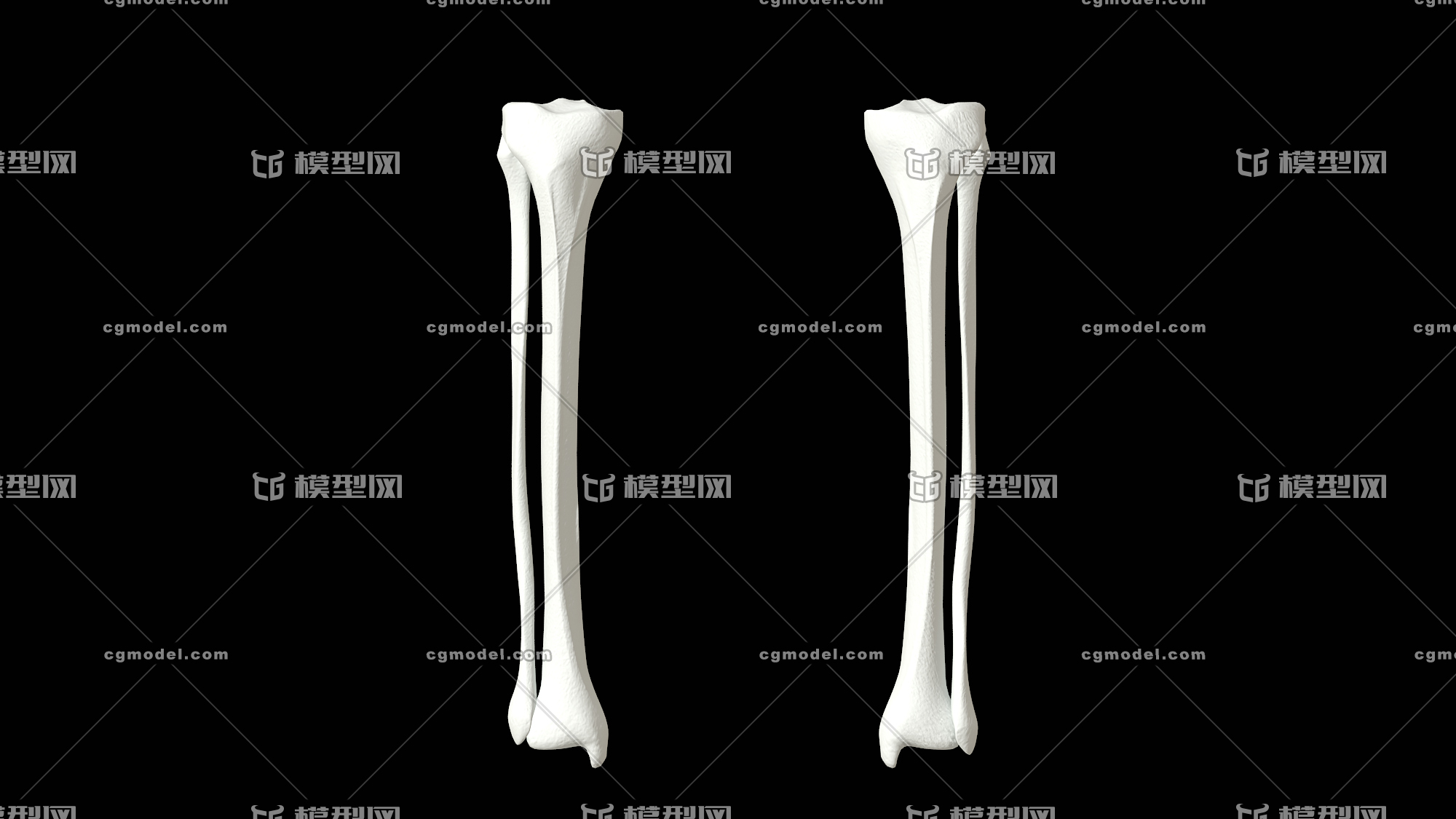 高精度胫骨 人体骨骼 骨架 医学模型 运动系统 人体解剖 生物力学