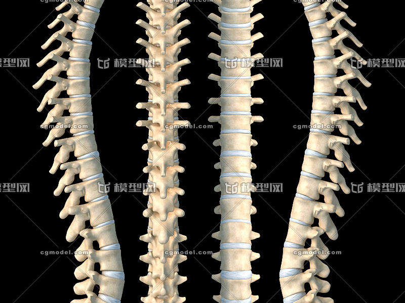 医学动画 脊椎骨骼模型 颈椎骨骼 胸椎骨_医学动画作品_人物男人_cg