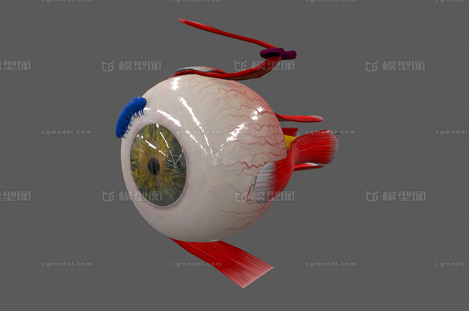 122 pbr次世代 眼球剖面 眼解剖 医疗解剖模型  眼珠 眼睛结构 医疗