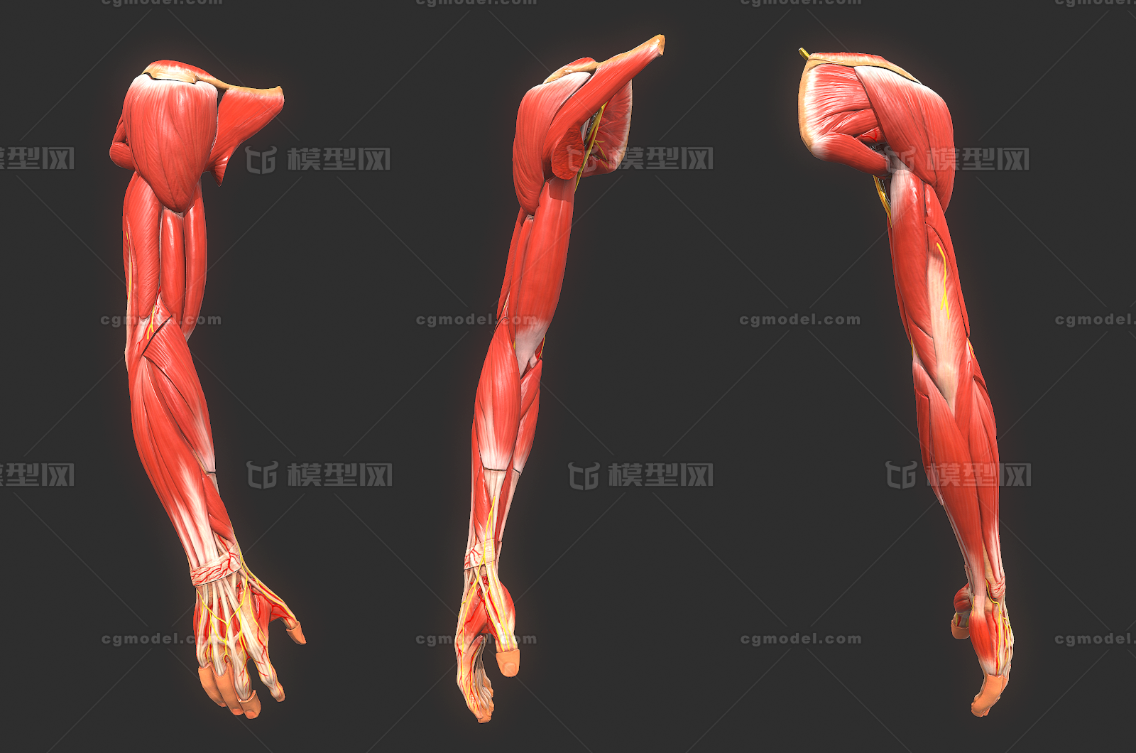 143 pbr次世代 手臂 大臂 小臂 肌肉 解剖 剖面 手指 骨骼 人体 器官