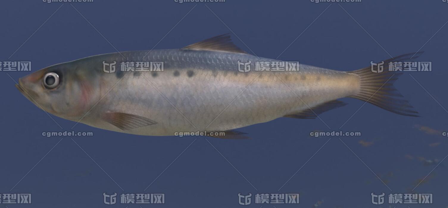 沙丁鱼 热带鱼类  超写实pbr沙丁鱼  小鱼