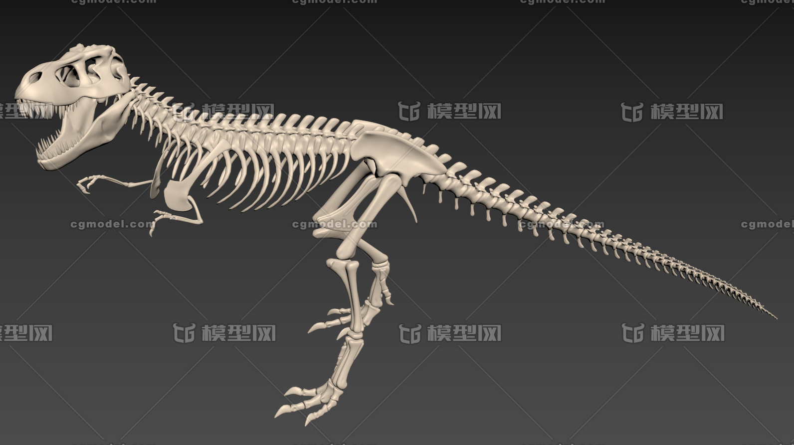 恐龙骨架 恐龙化石 霸王龙 三角龙 长颈龙 青岛龙 山东龙 永川龙