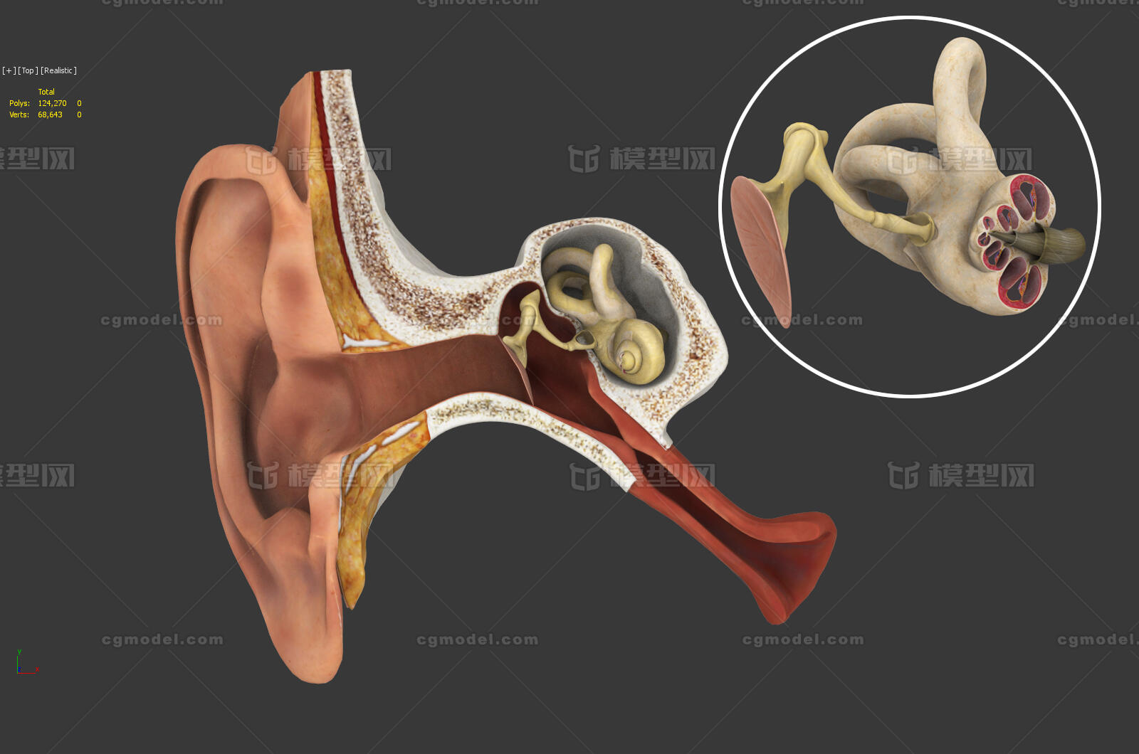 耳朵 耳道 听小骨 耳蜗 听力机制 耳部剖面 听觉系统 vr模型 带法线