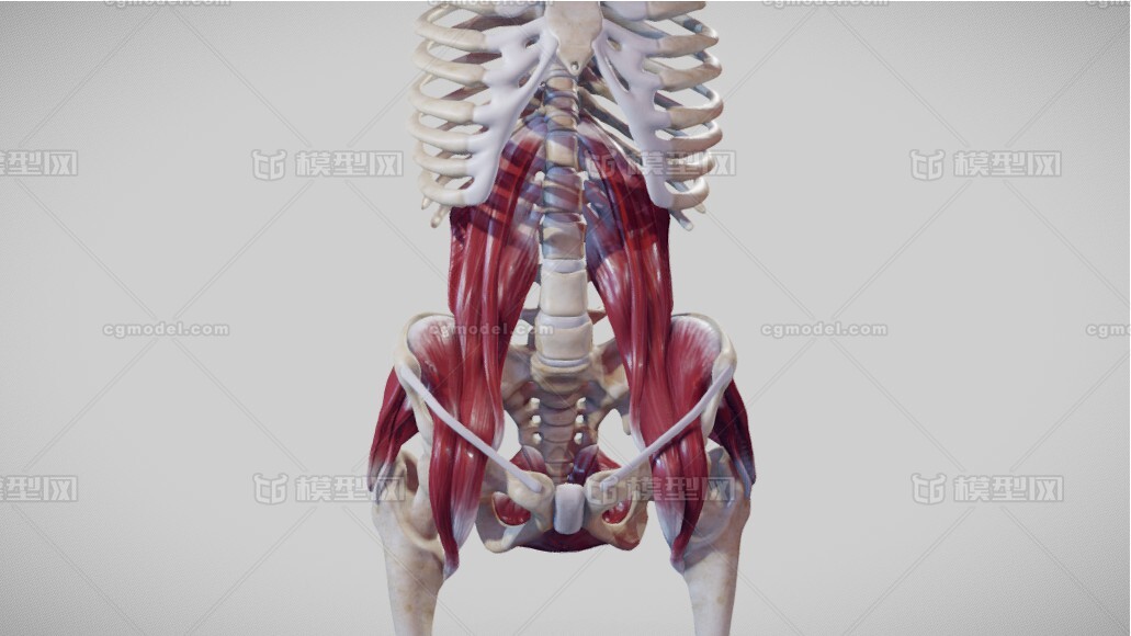 超写实 医疗解剖模型 人体器官 盆骨 骨盆 髋骨 骨 女性盆腔 子宫