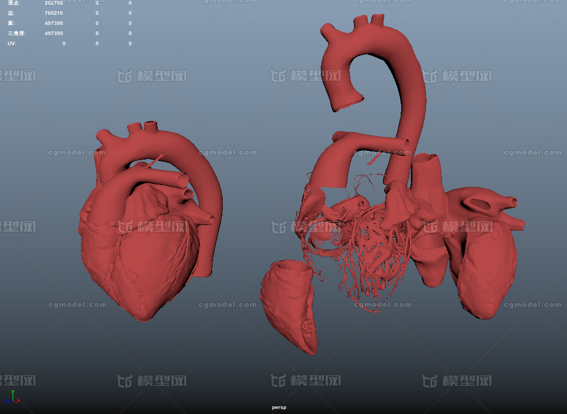 带内部结构心脏模型 心脏剖面 心脏内部模型 各部位已分离好 虚拟现实