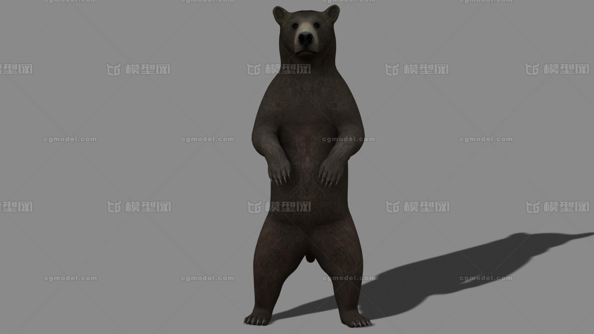 写实棕熊 乌苏里棕熊 巨熊 阿拉斯加棕熊