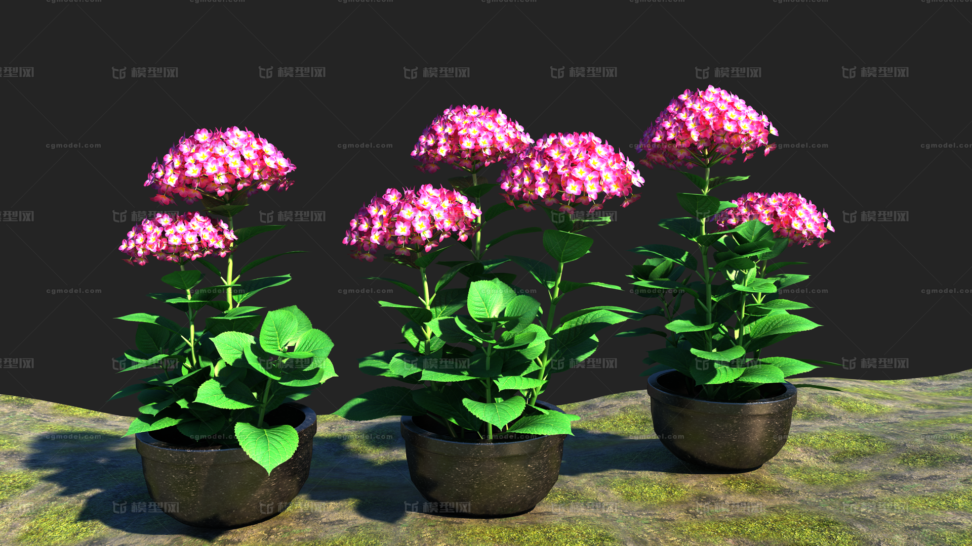 3d花卉绣球花影视游戏模型_23slah作品_石头植物花卉