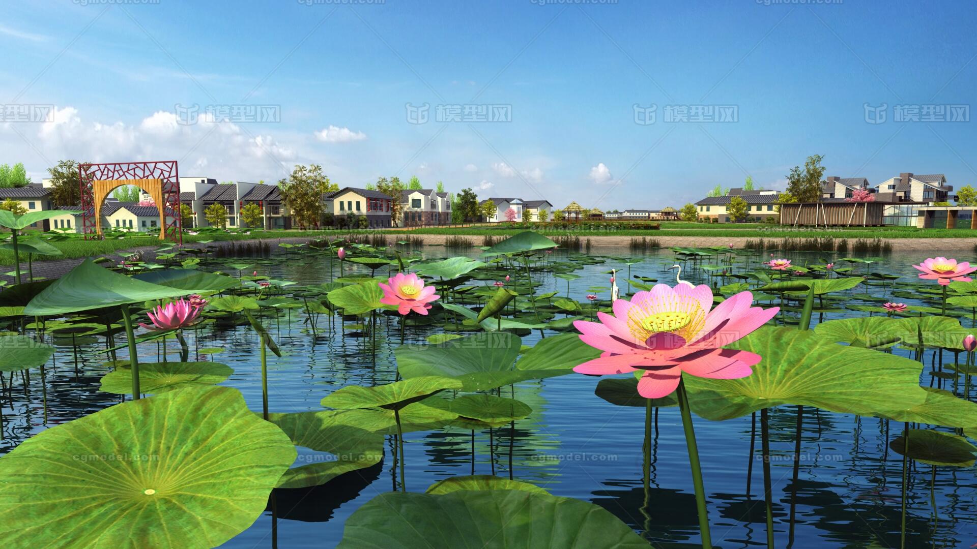 新农村 荷花池 荷花 莲花 荷塘 荷花池 池塘 湖面 莲花池 荷叶 公园