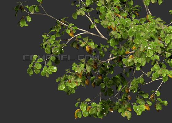 300帧风场动画动态景观树,孤植树,售楼部,景观设计规划,园林树,建筑