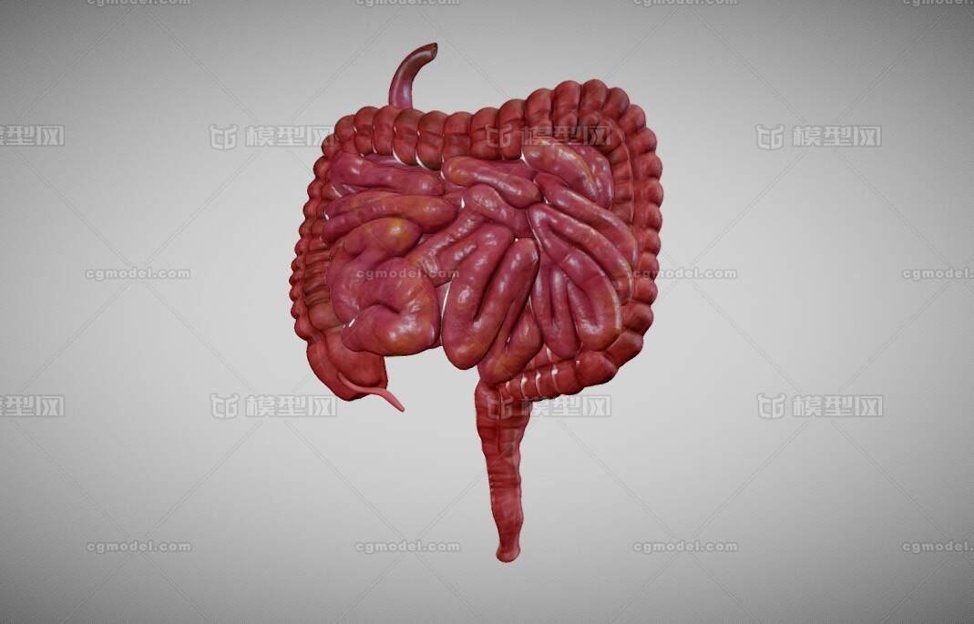 消化系统大肠 小肠 医疗解剖 人体解剖